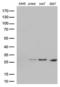 BCL2 Monoclonal Antibody (OTI1H1), TrueMAB , OriGene 100 &mu;L; Unconjugated:Antibodies,