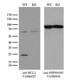 BCL2 Mouse anti-Human, Clone: OTI5F8, lyophilized, TrueMAB 100 &mu;g; Unconjugated:Antibodies,