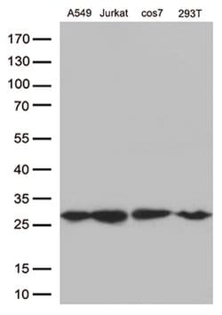 BCL2 Mouse anti-Human, Clone: OTI5F8, lyophilized, TrueMAB 100 &mu;g; Unconjugated:Antibodies,