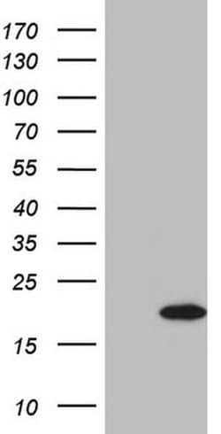 BCL2A1 Monoclonal Antibody (OTI3D10), TrueMAB , OriGene:Anticuerpos:Anticuerpos