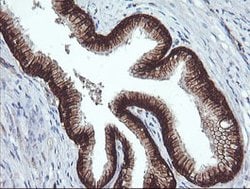 BCL2L1 Mouse anti-Human, Clone: OTI2D1, lyophilized, TrueMAB 100 &mu;g;