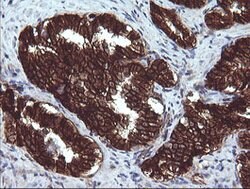 BCL2L1 Mouse anti-Human, Clone: OTI2D1, lyophilized, TrueMAB 100 &mu;g;