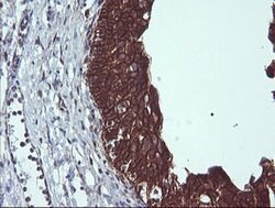 BCL2L1 Mouse anti-Human, Clone: OTI2D1, lyophilized, TrueMAB 100 &mu;g;