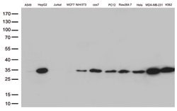 BCL2L1 Mouse anti-Human, Clone: OTI2D1, lyophilized, TrueMAB 100 &mu;g;