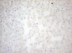 BCL2L14 Monoclonal Antibody (OTI6D1), TrueMAB , OriGene 100 &mu;L; Unconjugated:Antibodies,