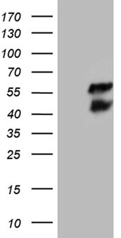 BCL7B Monoclonal Antibody (OTI7H1), TrueMAB , OriGene:Antibodies:Primary