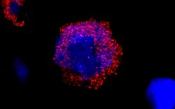 BCR Polyclonal Antibody, Bethyl Laboratories 10 &mu;L; Unconjugated:Antibodies,