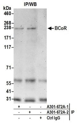 BCoR Rabbit anti-Human, Polyclonal, Bethyl Laboratories 100 &mu;L; Unconjugated:Antibodies,