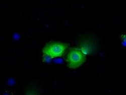 BDH2 Monoclonal Antibody (OTI2G1), TrueMAB , OriGene 30 &mu;L; Unconjugated:Antibodies,