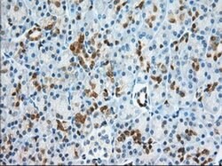 BDH2 Monoclonal Antibody (OTI2G1), TrueMAB , OriGene 30 &mu;L; Unconjugated:Antibodies,