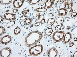 BDH2 Monoclonal Antibody (OTI2G1), TrueMAB , OriGene 30 &mu;L; Unconjugated:Antibodies,