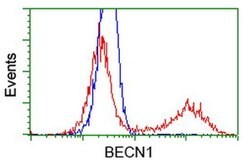 BECN1 Monoclonal Antibody (OTI3H8), TrueMAB , OriGene 30 &mu;L; Unconjugated:Antibodies,