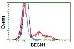 BECN1 Monoclonal Antibody (OTI3F3), TrueMAB , OriGene 100 &mu;L; Unconjugated:Antibodies,
