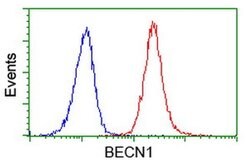 BECN1 Monoclonal Antibody (OTI2C5), TrueMAB , OriGene 100 &mu;L; Unconjugated:Antibodies,