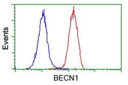 BECN1 Monoclonal Antibody (OTI2D4), TrueMAB , OriGene 100 &mu;L; Unconjugated:Antibodies,