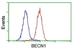 BECN1 Monoclonal Antibody (OTI2D4), TrueMAB , OriGene 100 &mu;L; Unconjugated:Antibodies,