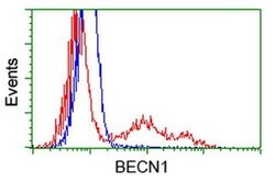 BECN1 Monoclonal Antibody (OTI2A7), TrueMAB , OriGene:Antibodies:Primary