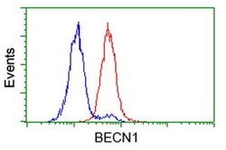 BECN1 Monoclonal Antibody (OTI2A7), TrueMAB , OriGene 100 &mu;L; Unconjugated:Antibodies,