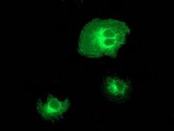 BECN1 Monoclonal Antibody (OTI3H8), TrueMAB , OriGene 30 &mu;L; Unconjugated:Antibodies,