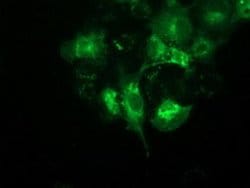 BECN1 Monoclonal Antibody (OTI3F3), TrueMAB , OriGene 100 &mu;L; Unconjugated:Antibodies,