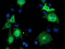 BECN1 Monoclonal Antibody (OTI2C5), TrueMAB , OriGene 100 &mu;L; Unconjugated:Antibodies,