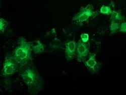 BECN1 Monoclonal Antibody (OTI3C3), TrueMAB , OriGene 100 &mu;L; Unconjugated:Antibodies,