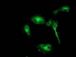 BECN1 Monoclonal Antibody (OTI2D4), TrueMAB , OriGene:Antibodies:Primary