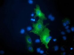 BECN1 Monoclonal Antibody (OTI2A7), TrueMAB , OriGene 100 &mu;L; Unconjugated:Antibodies,