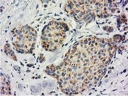 BECN1 Monoclonal Antibody (OTI3H8), TrueMAB , OriGene 30 &mu;L; Unconjugated:Antibodies,