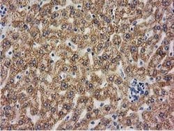 BECN1 Monoclonal Antibody (OTI3H8), TrueMAB , OriGene 30 &mu;L; Unconjugated:Antibodies,