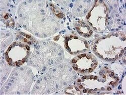 BECN1 Monoclonal Antibody (OTI3F3), TrueMAB , OriGene 100 &mu;L; Unconjugated:Antibodies,