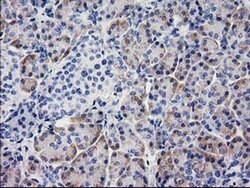 BECN1 Monoclonal Antibody (OTI1E1), TrueMAB , OriGene 30 &mu;L; Unconjugated:Antibodies,