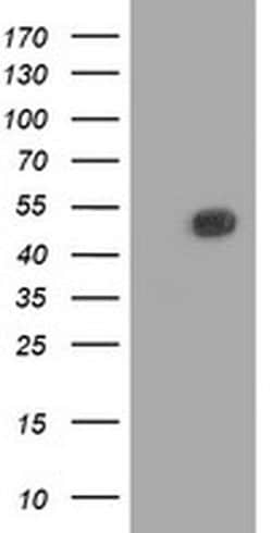 BECN1 Monoclonal Antibody (OTI3H8), TrueMAB , OriGene 30 &mu;L; Unconjugated:Antibodies,