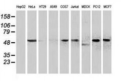 BECN1 Monoclonal Antibody (OTI3H8), TrueMAB , OriGene 30 &mu;L; Unconjugated:Antibodies,