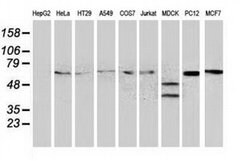 BECN1 Monoclonal Antibody (OTI3F3), TrueMAB , OriGene 100 &mu;L; Unconjugated:Antibodies,