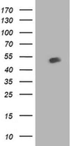 BECN1 Monoclonal Antibody (OTI2D4), TrueMAB , OriGene:Antibodies:Primary