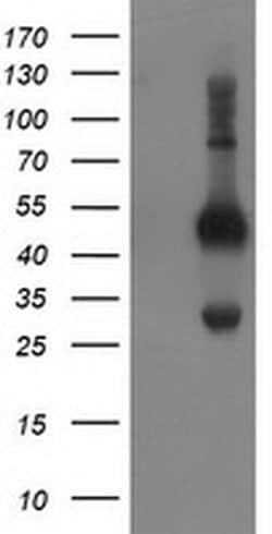 BECN1 Monoclonal Antibody (OTI2A7), TrueMAB , OriGene 100 &mu;L; Unconjugated:Antibodies,