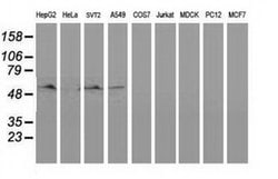 BECN1 Monoclonal Antibody (OTI2A7), TrueMAB , OriGene:Antibodies:Primary