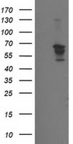 BECN1 Monoclonal Antibody (OTI1E1), TrueMAB , OriGene:Antibodies:Primary