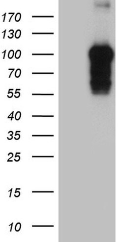 BEGAIN Monoclonal Antibody (OTI4E8), TrueMAB , OriGene:Antibodies:Primary