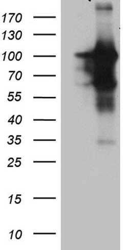 BEGAIN Monoclonal Antibody (OTI4D9), TrueMAB , OriGene 100 &mu;L; Unconjugated:Antibodies,