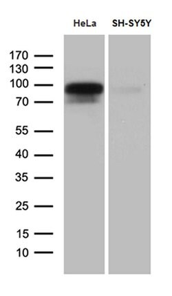 BEGAIN Monoclonal Antibody (OTI4D9), TrueMAB , OriGene 100 &mu;L; Unconjugated:Antibodies,