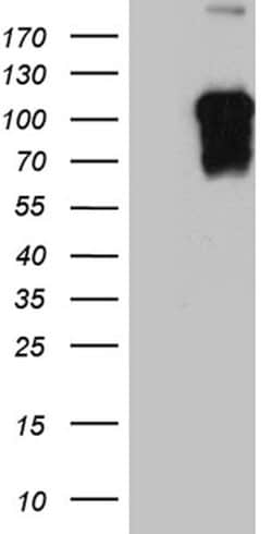 BEGAIN Monoclonal Antibody (OTI1C11), TrueMAB , OriGene 100 &mu;L; Unconjugated:Antibodies,