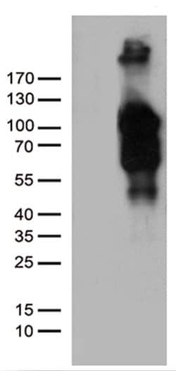 BEGAIN Monoclonal Antibody (OTI6E7), TrueMAB , OriGene:Anticorps:Anticorps