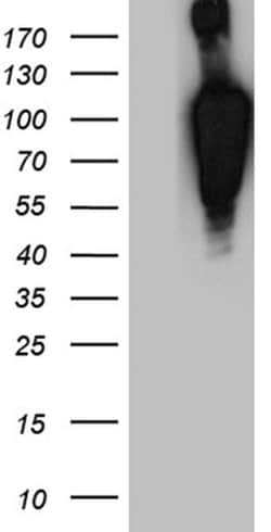 BEGAIN Monoclonal Antibody (OTI9A10), TrueMAB , OriGene 100 &mu;L; Unconjugated:Antibodies,