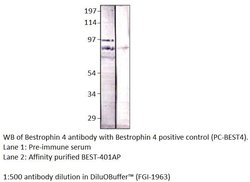 BEST4 Rabbit anti-Human, Polyclonal, FabGennix 200 &mu;L; Unconjugated:Antibodies,