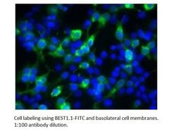 Bestrophin Rabbit anti-Human, Mouse, Rat, FITC, Polyclonal, FabGennix 200