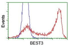 BEST3 Monoclonal Antibody (OTI2H3), TrueMAB , OriGene 30 &mu;L; Unconjugated:Antibodies,