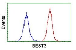BEST3 Monoclonal Antibody (OTI2H3), TrueMAB , OriGene:Antibodies:Primary