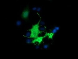 BEST3 Mouse anti-Human, Clone: OTI3B11, lyophilized, TrueMAB 100 &mu;g;
